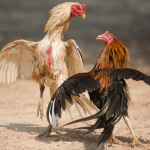 How to Pick the Winning Rooster at Online Sabong