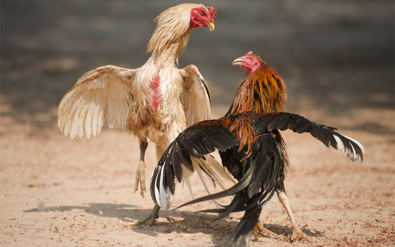How to Pick the Winning Rooster at Online Sabong