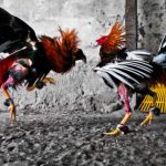 How to Pick the Winning Rooster at Online Sabong